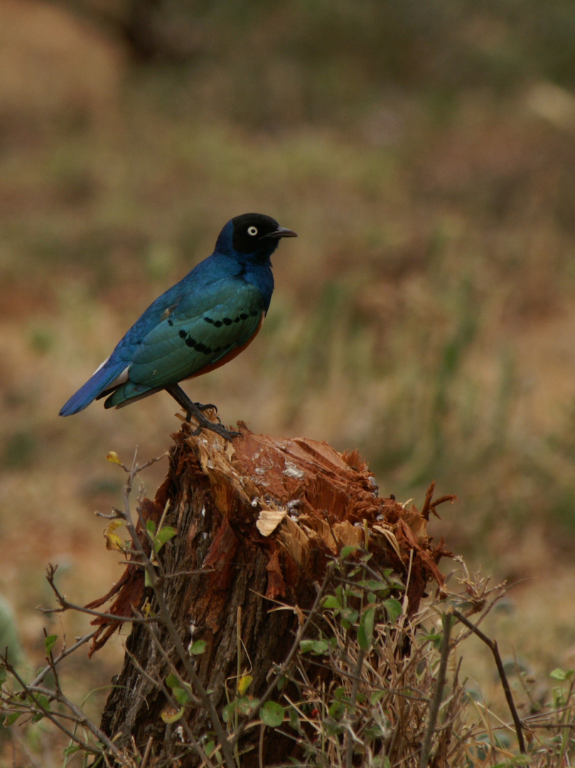 Dreifarben-Glanzstar (Lamprotornis chalybaeus), Äthiopien 2006