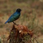 Dreifarben-Glanzstar (Lamprotornis chalybaeus), Äthiopien 2006