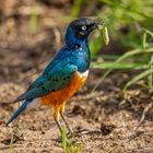 Dreifarben Glanzstar (Superb Starling)