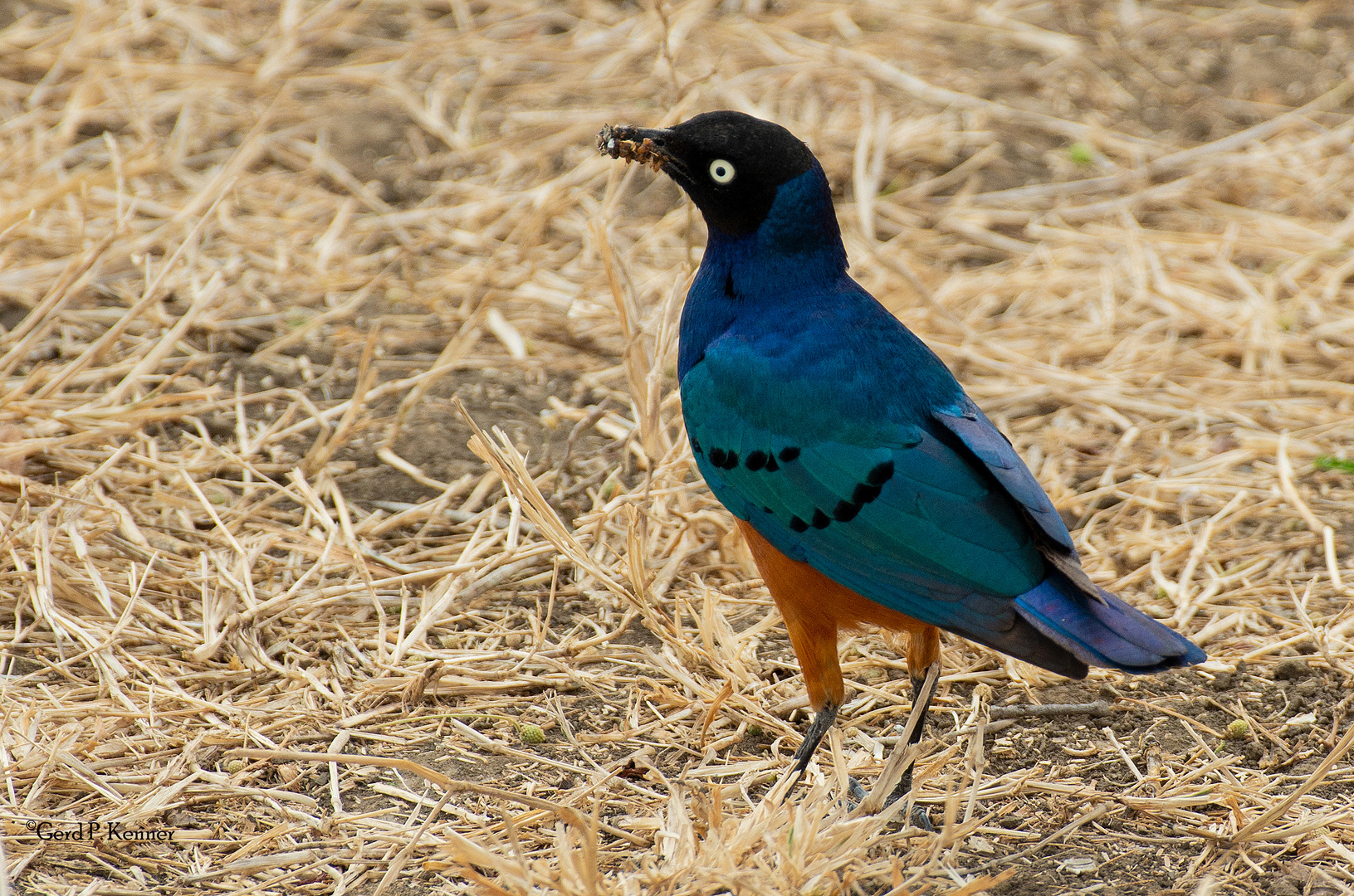 Dreifarben Glanzstar - superb starling