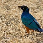 Dreifarben Glanzstar - superb starling