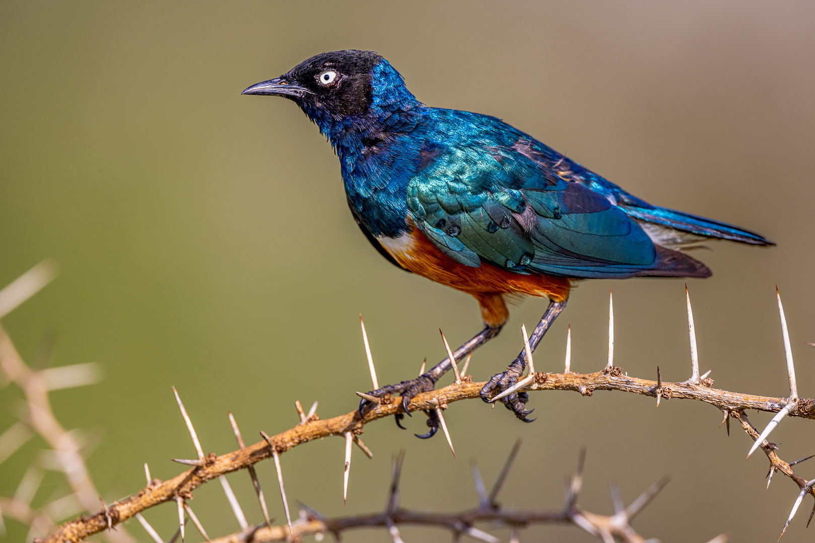 Dreifarben Glanzstar (Superb Starling)