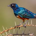 Dreifarben Glanzstar (Superb Starling)