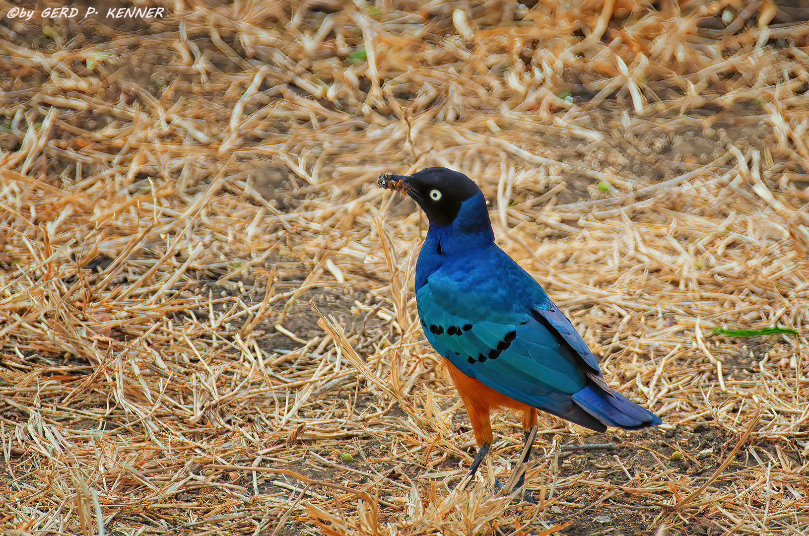 Dreifarben Glanzstar – Superb Starling - Lamprotornis superbus