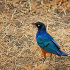 Dreifarben Glanzstar – Superb Starling - Lamprotornis superbus