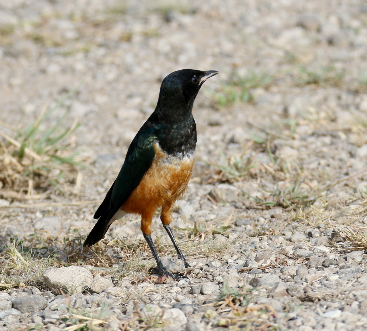 Dreifarbenglanzstar - Jungvogel - Bild 1