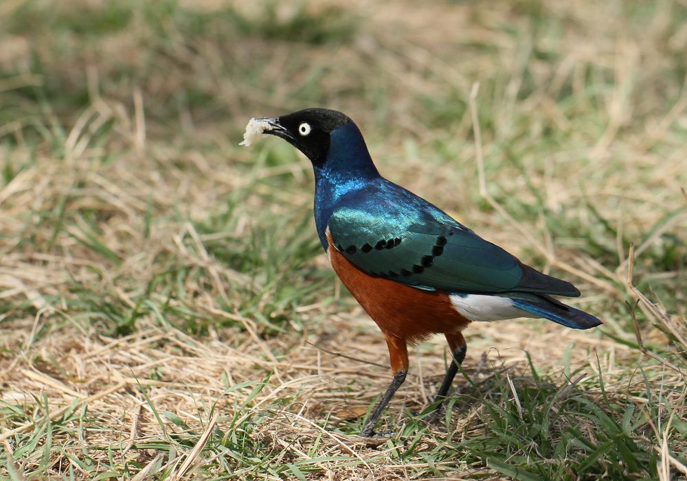 Dreifarbenglanzstar - Lamprotornis superbus