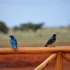 Dreifarbenglanzstare in einem Safaripark