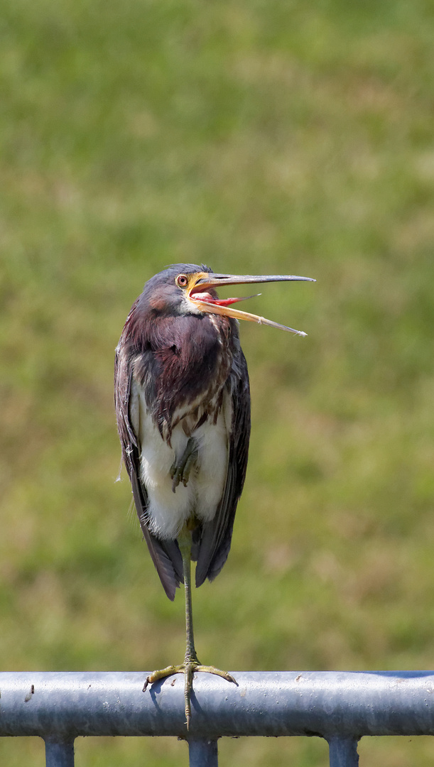 Dreifarbenreiher