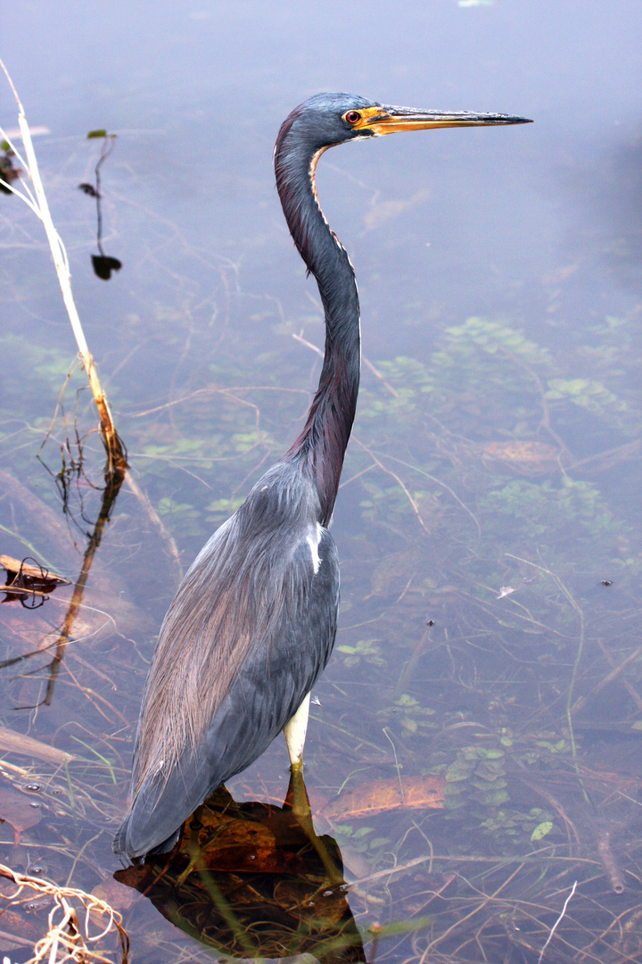 Dreifarbenreiher