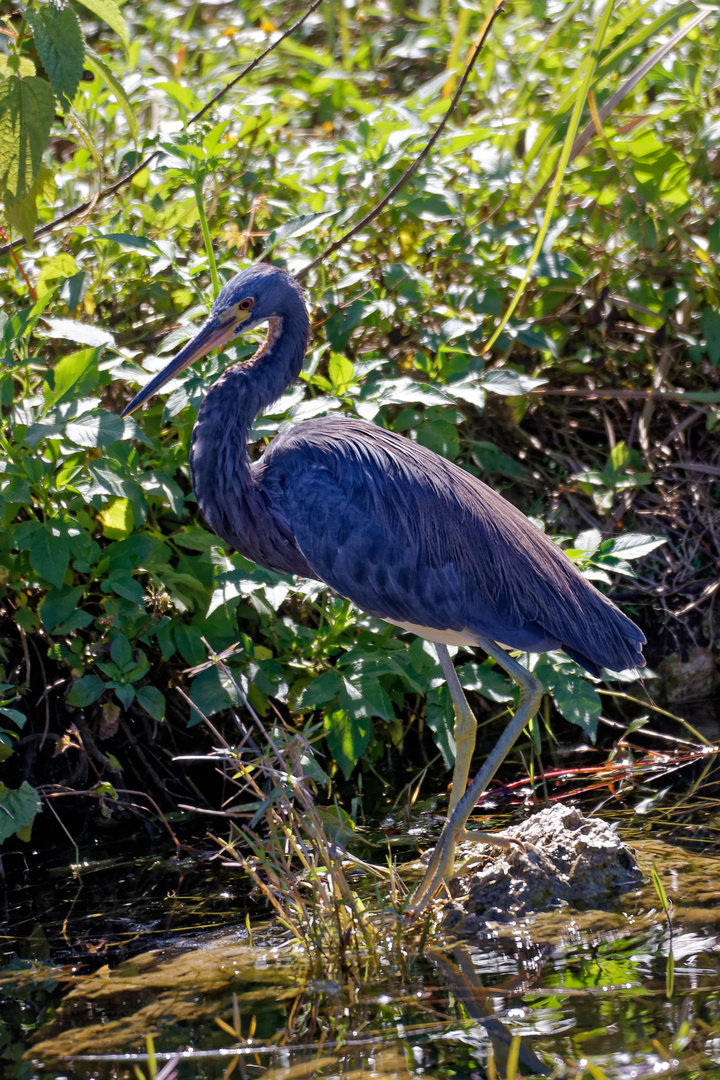  Dreifarbenreiher