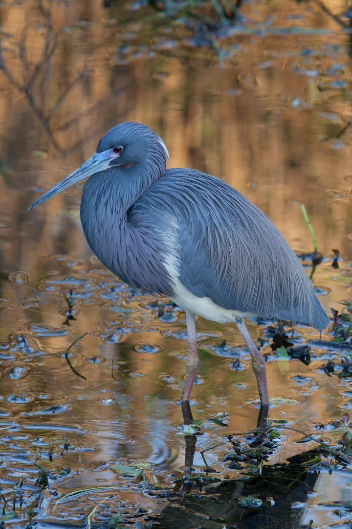 Dreifarbenreiher (Egretta tricolor)