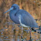 Dreifarbenreiher (Egretta tricolor)