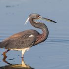 Dreifarbenreiher (Egretta tricolor)