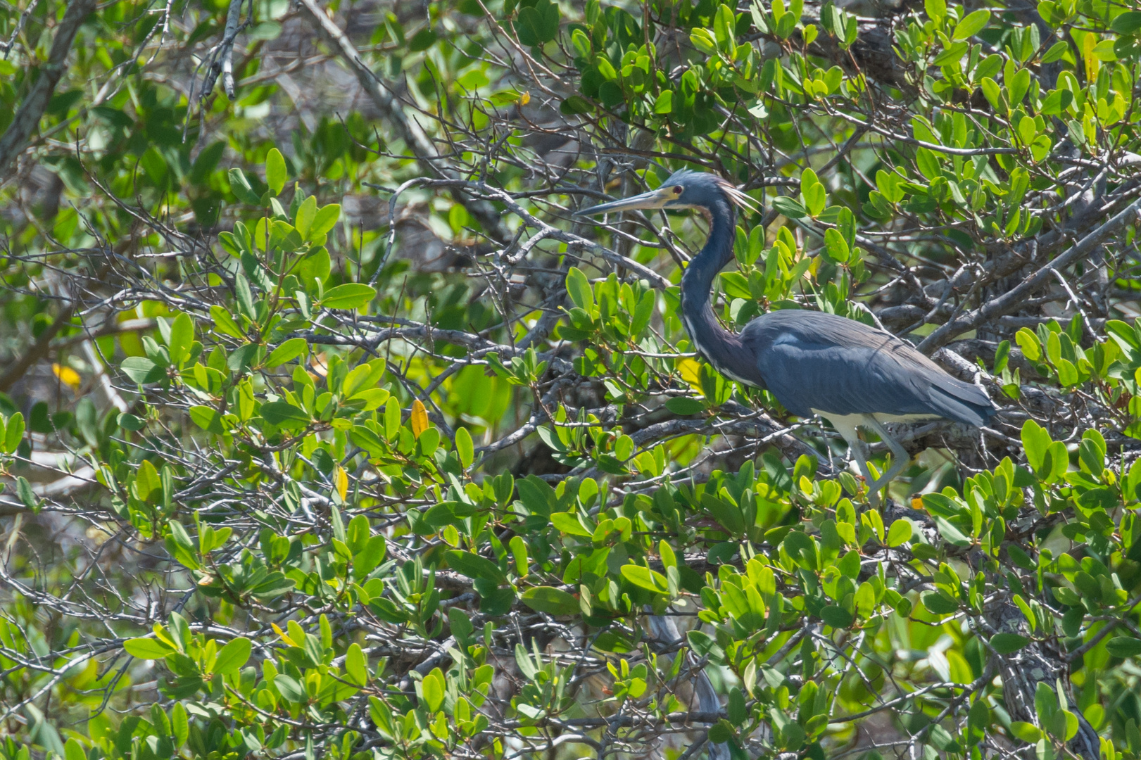 Dreifarbenreiher (Egretta tricolor), in der Nähe von La Cruz, Costa Rica