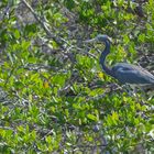 Dreifarbenreiher (Egretta tricolor), in der Nähe von La Cruz, Costa Rica