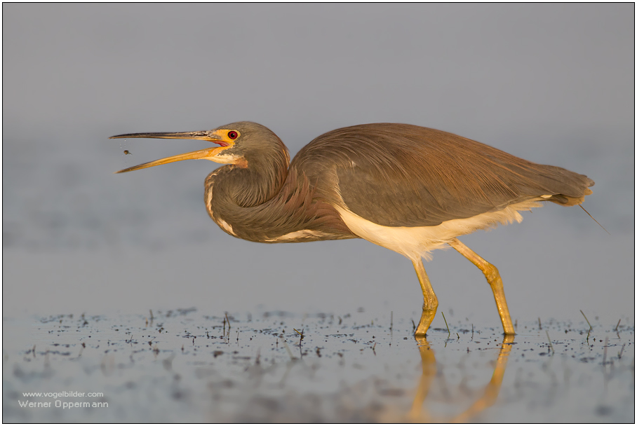 Dreifarbenreiher (Egretta tricolor) Tricolored Heron