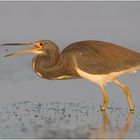 Dreifarbenreiher (Egretta tricolor) Tricolored Heron