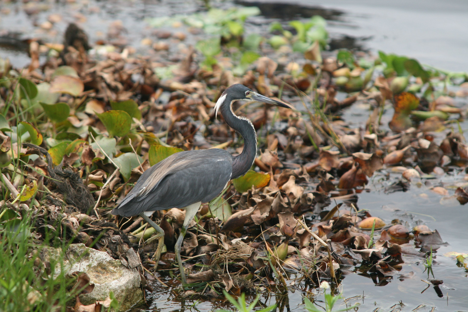 Dreifarbenreiher im Loxahatchee Park (Florida)