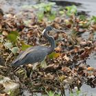 Dreifarbenreiher im Loxahatchee Park (Florida)