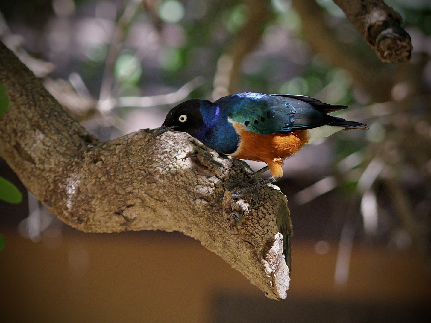 Dreifarbenvogel