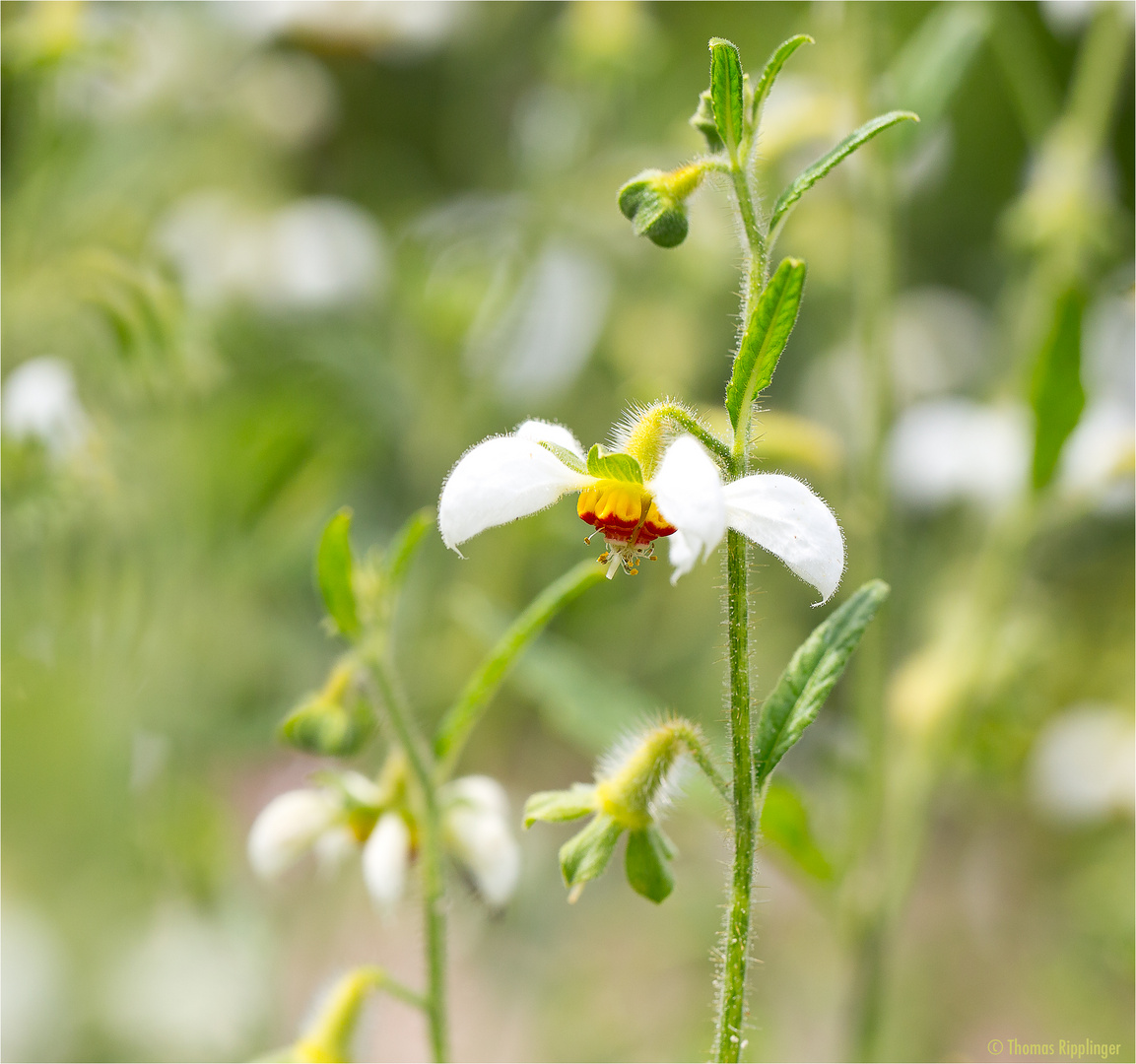 Dreifarbige Loase (Loasa tricolor Lindl.)............