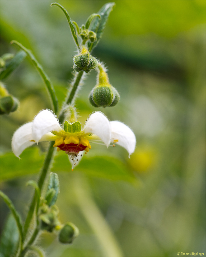 Dreifarbige Loase (Loasa tricolor Lindl.)...