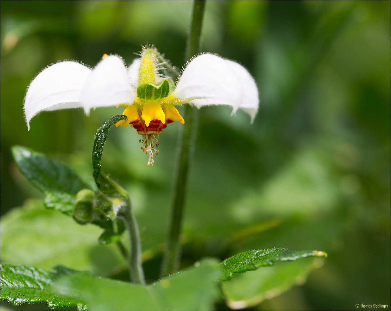 Dreifarbige Loase (Loasa tricolor Lindl.).....