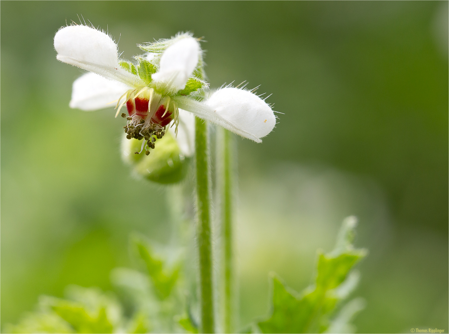 Dreifarbige Loase (Loasa tricolor Lindl.)......