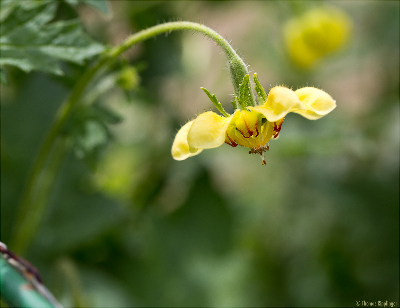 Dreifarbige Loase (Loasa tricolor Lindl.)