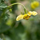 Dreifarbige Loase (Loasa tricolor Lindl.)