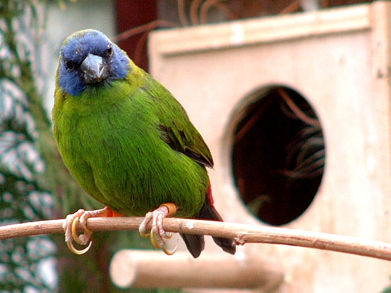 Dreifarbige-Papageiamadine