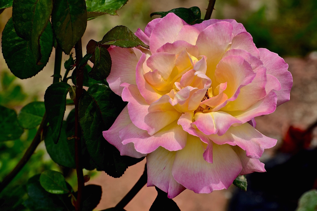 Dreifarbige Rose