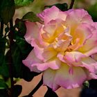 Dreifarbige Rose