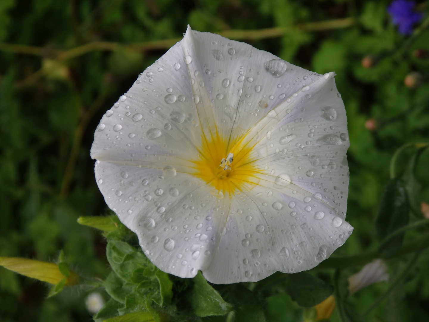 Dreifarbige Winde (Convolvulus tricolor) - weiße Variante