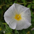 Dreifarbige Winde (Convolvulus tricolor) - weiße Variante