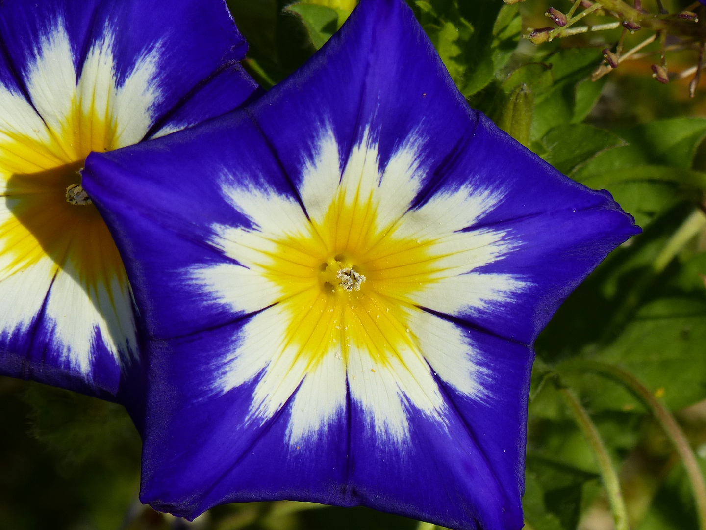 Dreifarbige Winde in leuchtend Blau mit weißen + gelben Stern