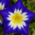 Dreifarbige Winde in leuchtend Blau mit weißen + gelben Stern