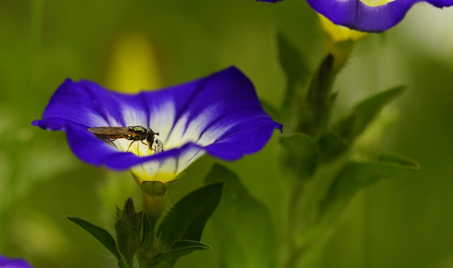 Dreifarbige Winde mit Schwebfliege.