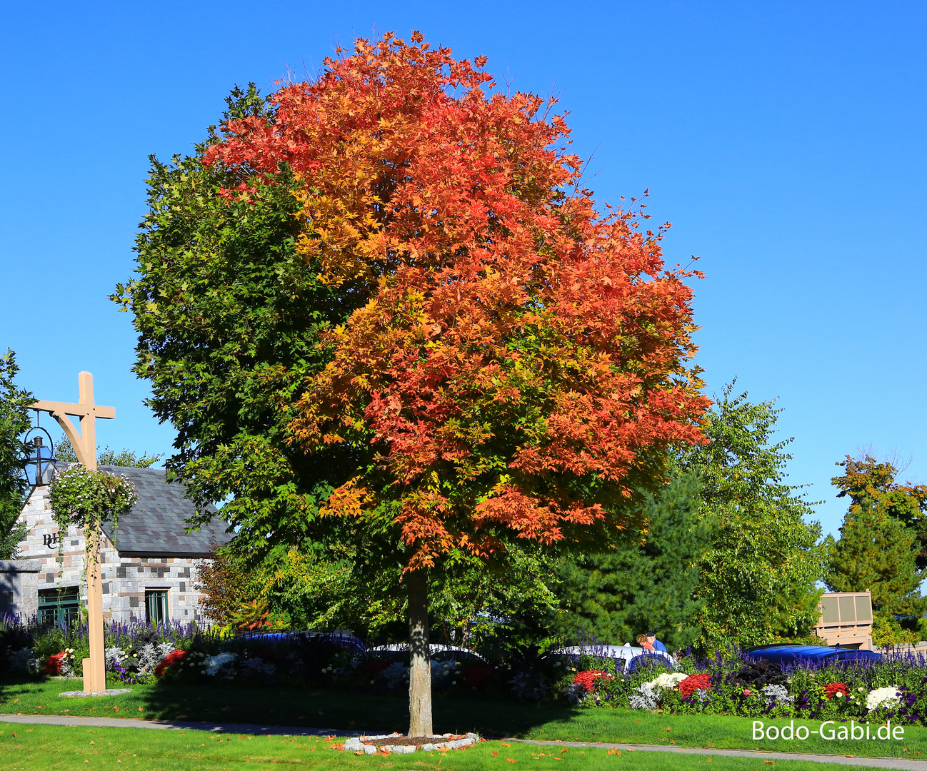 Dreifarbiger Baum