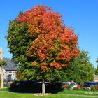 Dreifarbiger Baum