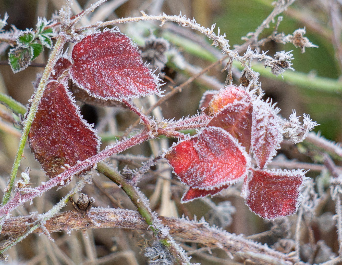 dreifarbiger Frost