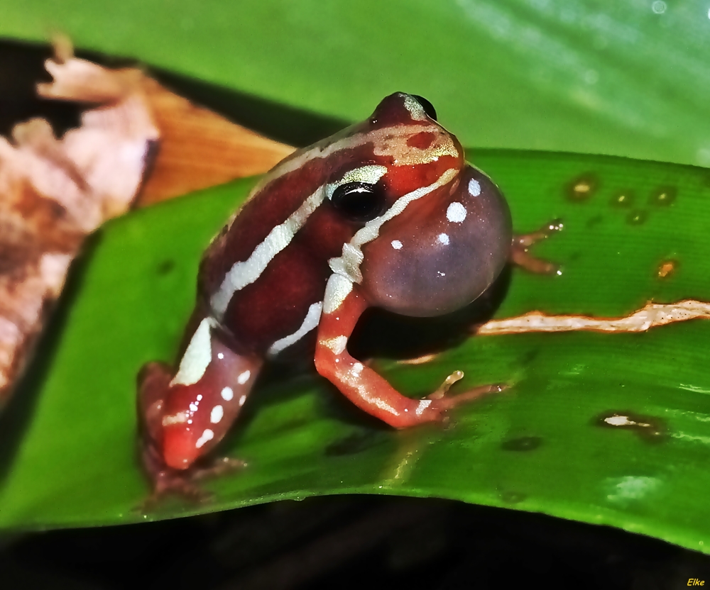 Dreifarbiger Pfeilgiftfrosch (Epipedopades anthonyi) Foto & Bild ...