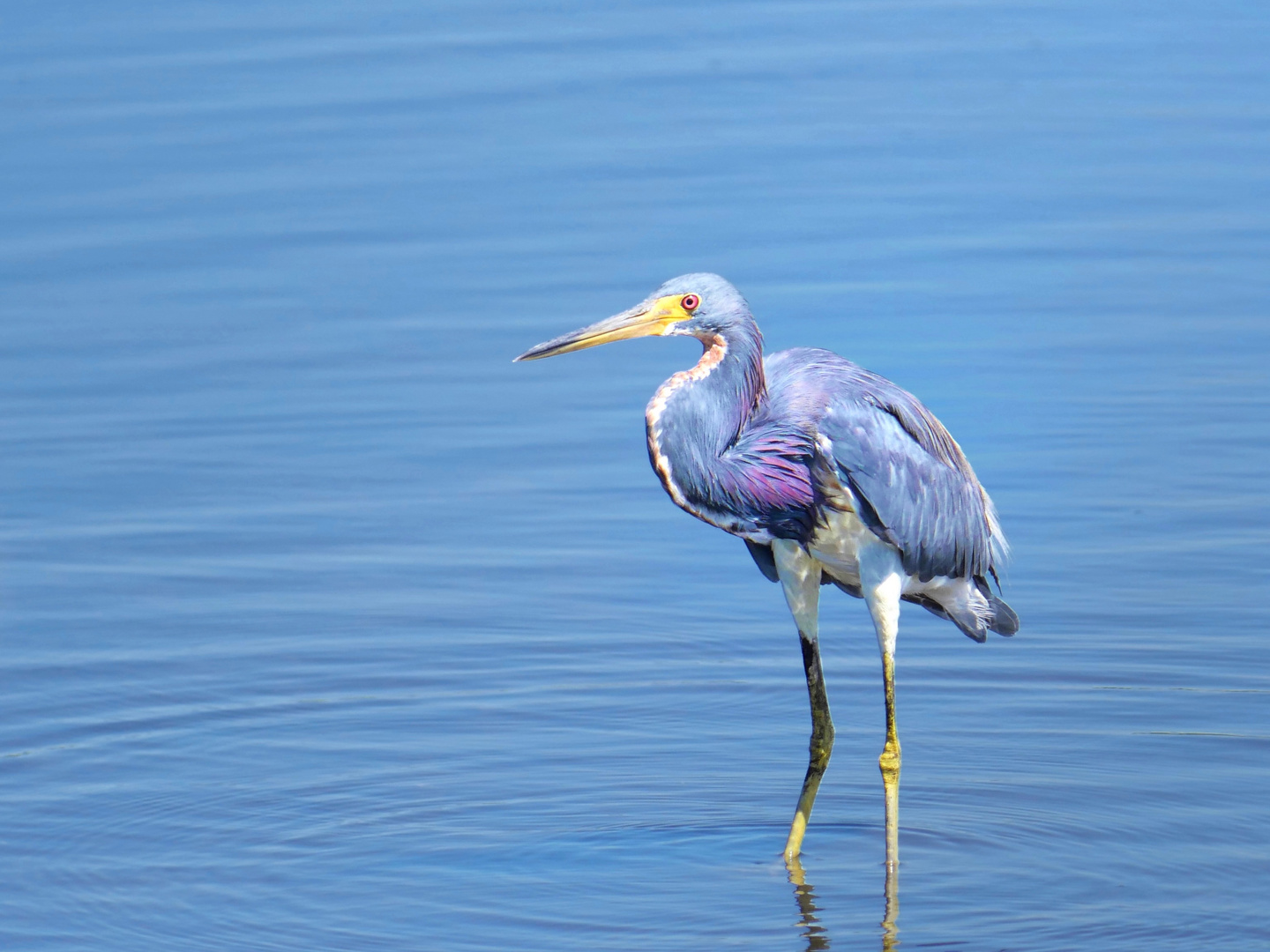 Dreifarbiger Reiher im Wasser