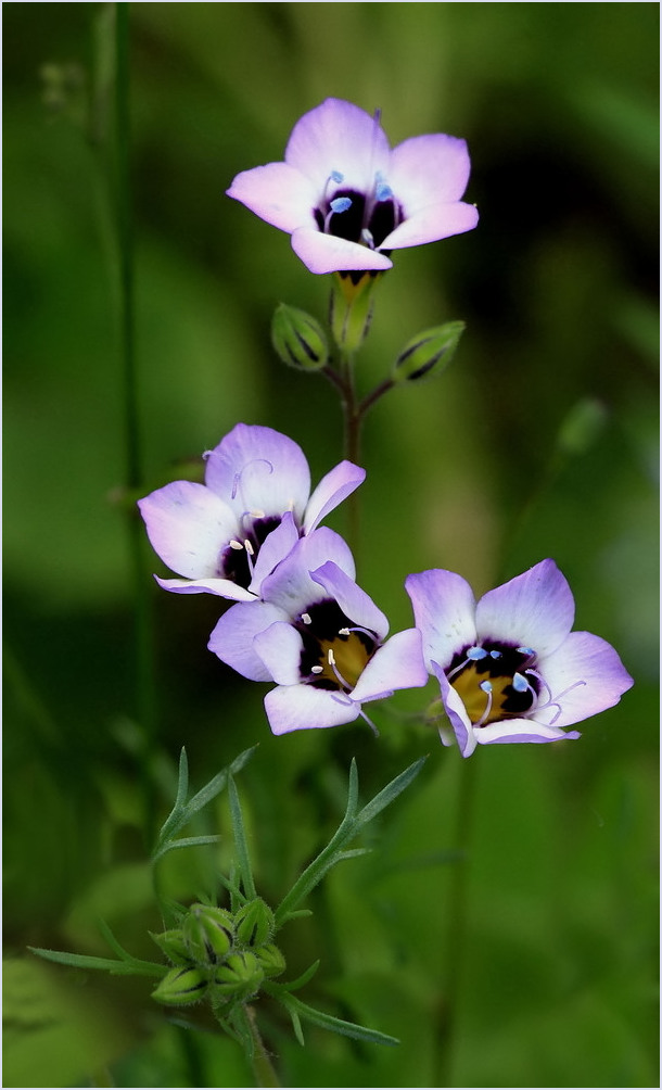 "Dreifarbiges Vogeläuglein"....(Gilia tricolor)