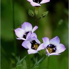 "Dreifarbiges Vogeläuglein"....(Gilia tricolor)