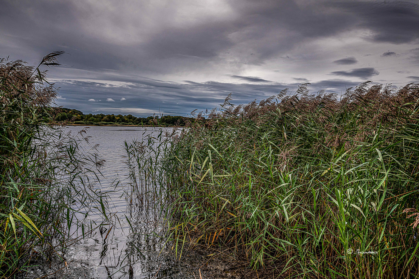 Dreifelder-Weiher im Westerwald