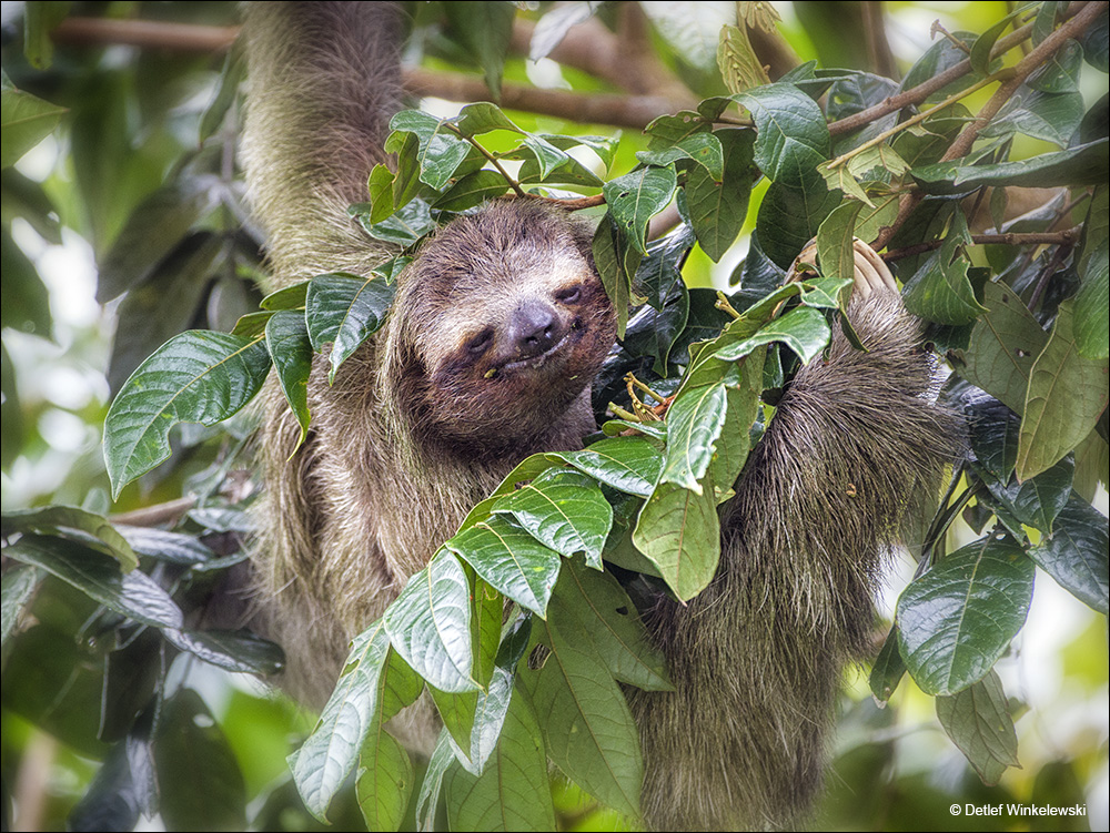 Dreifinger-Faultier Foto & Bild | tiere, wildlife, natur Bilder auf