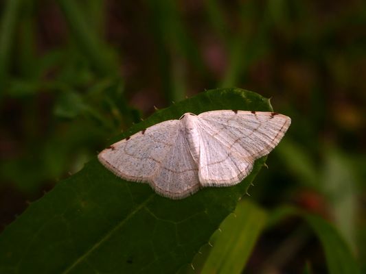 Dreifleck-Pappelspanner, Stegania trimaculata