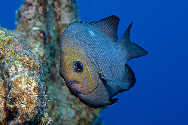 Dreifleck-Preußenfisch (Dascyllus trimaculatus)